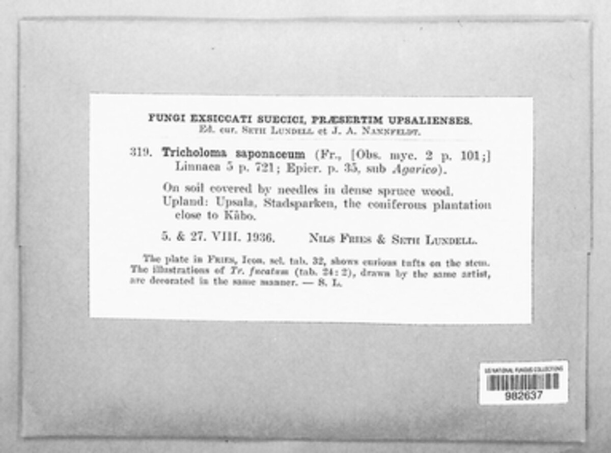 Tricholoma saponaceum image